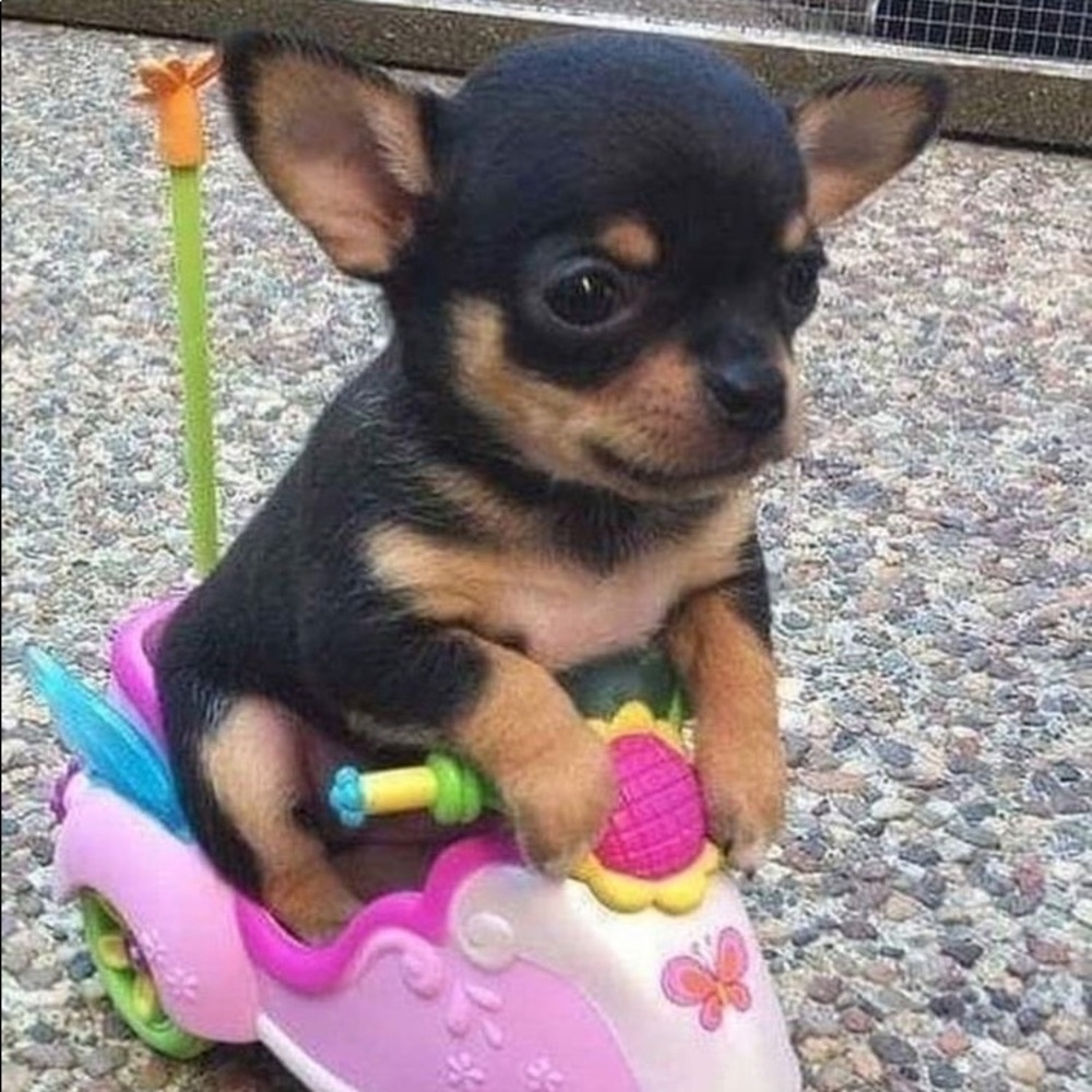 Meet your Posher, Natalie